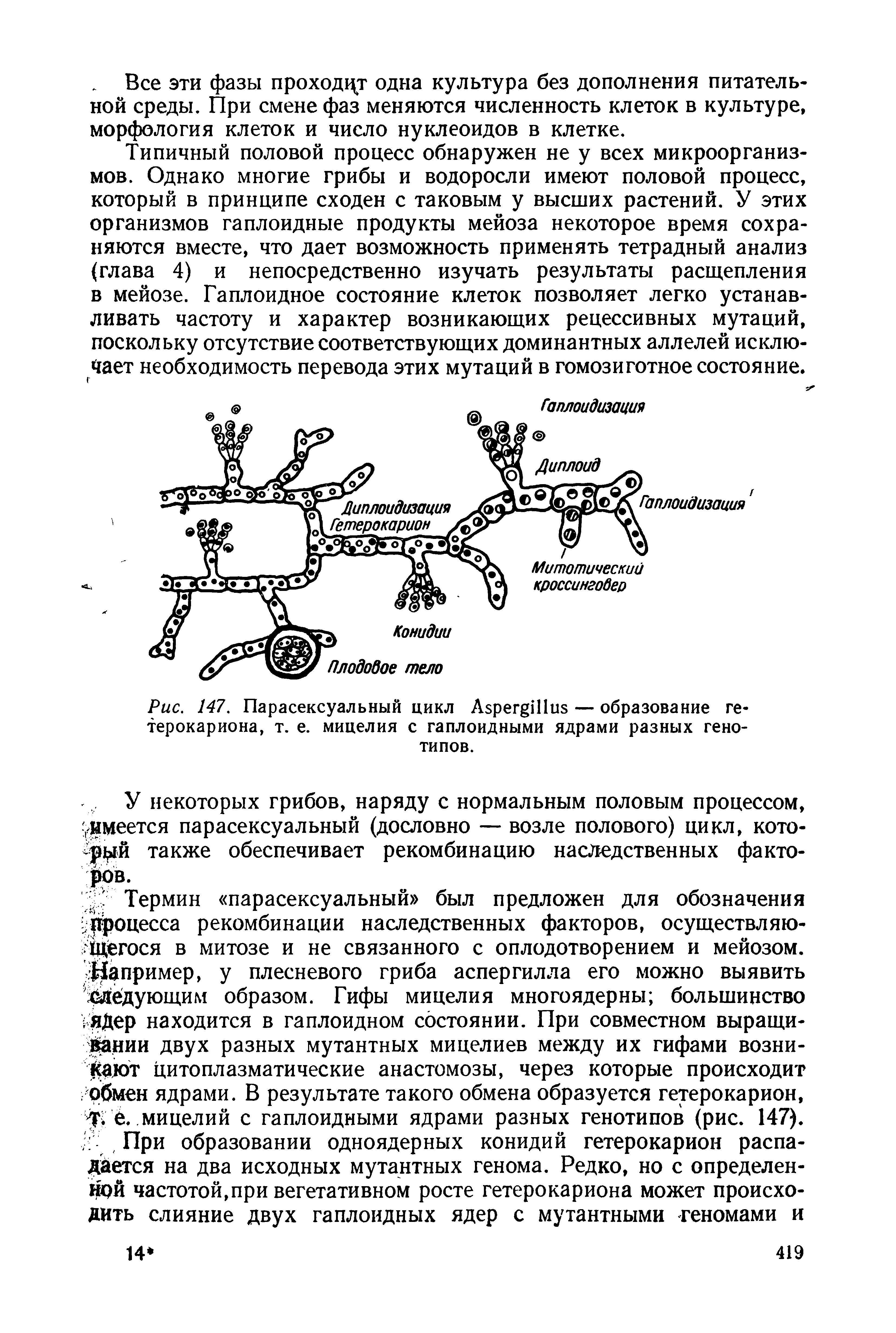 Рис. 147. Парасексуальный цикл A — образование гетерокариона, т. е. мицелия с гаплоидными ядрами разных генотипов.