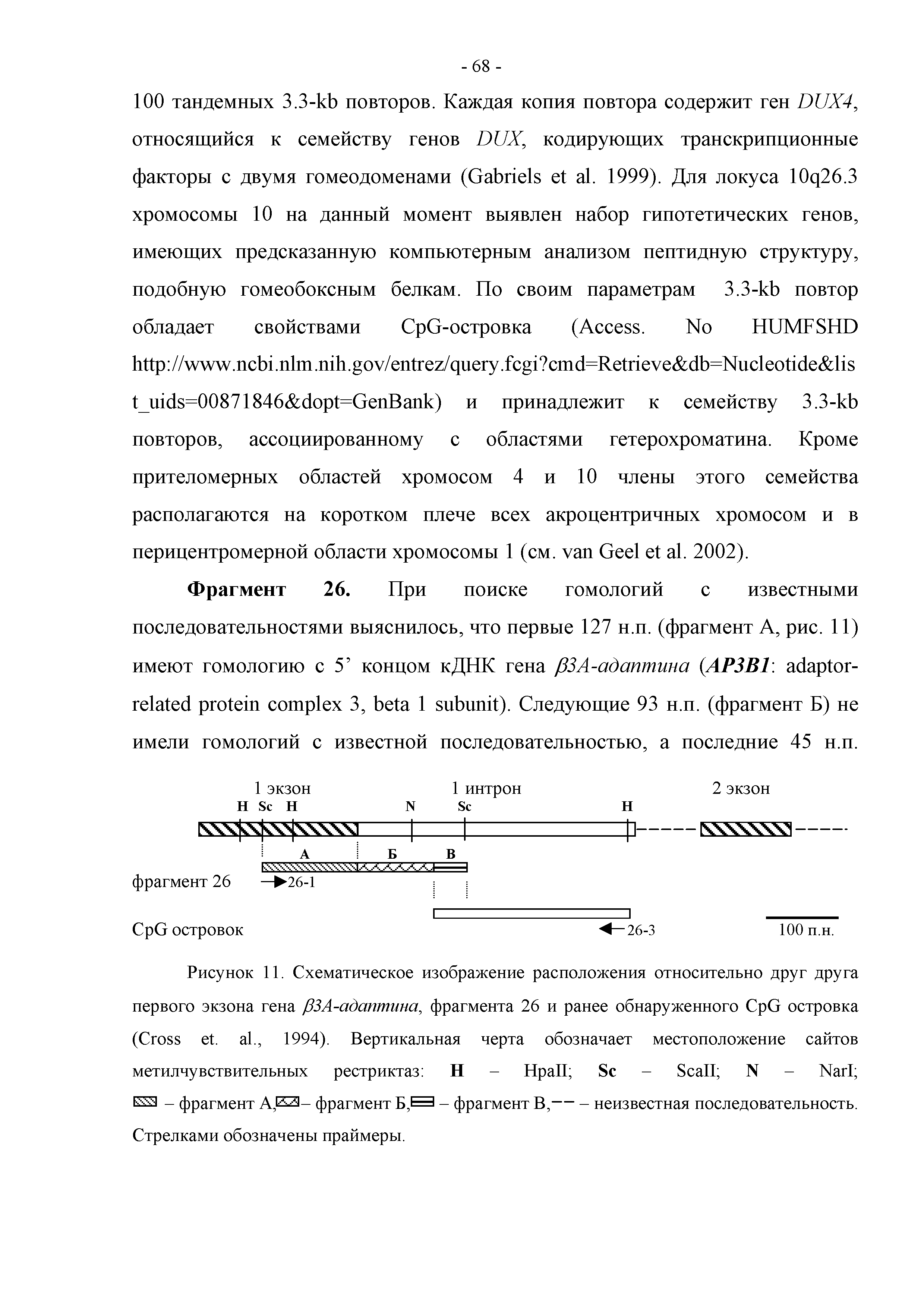 Рисунок 11. Схематическое изображение расположения относительно друг друга первого экзона гена (ЗЗА-адаптина, фрагмента 26 и ранее обнаруженного C G островка (C . ., 1994). Вертикальная черта обозначает местоположение сайтов метилчувствительных рестриктаз Н - H S - S N - N ES3 - фрагмент А,КЗ- фрагмент - фрагмент В,— - неизвестная последовательность.