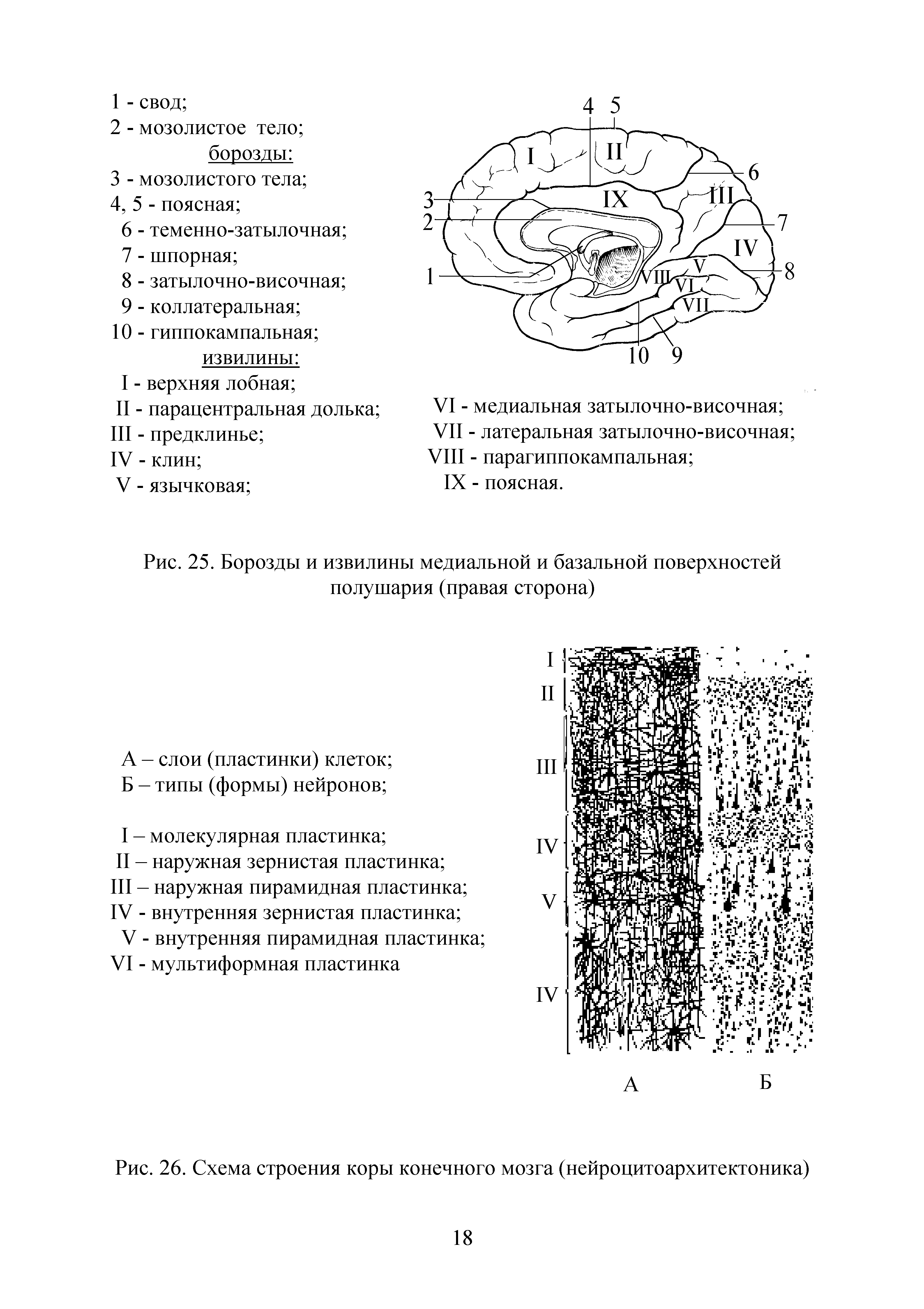 Рис. 26. Схема строения коры конечного мозга (нейроцитоархитектоника)...