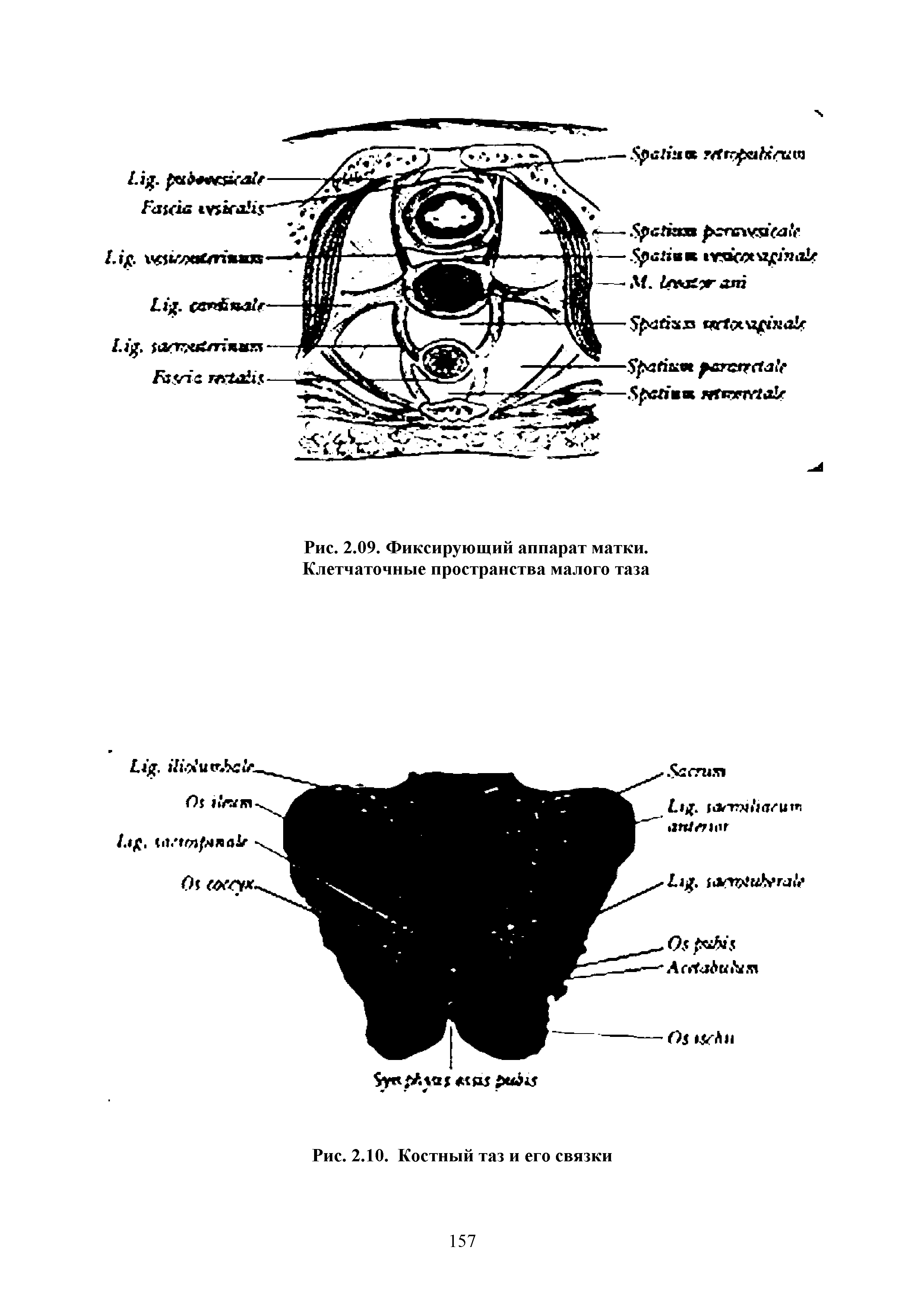 Рис. 2.09. Фиксирующий аппарат матки. Клетчаточные пространства малого таза...