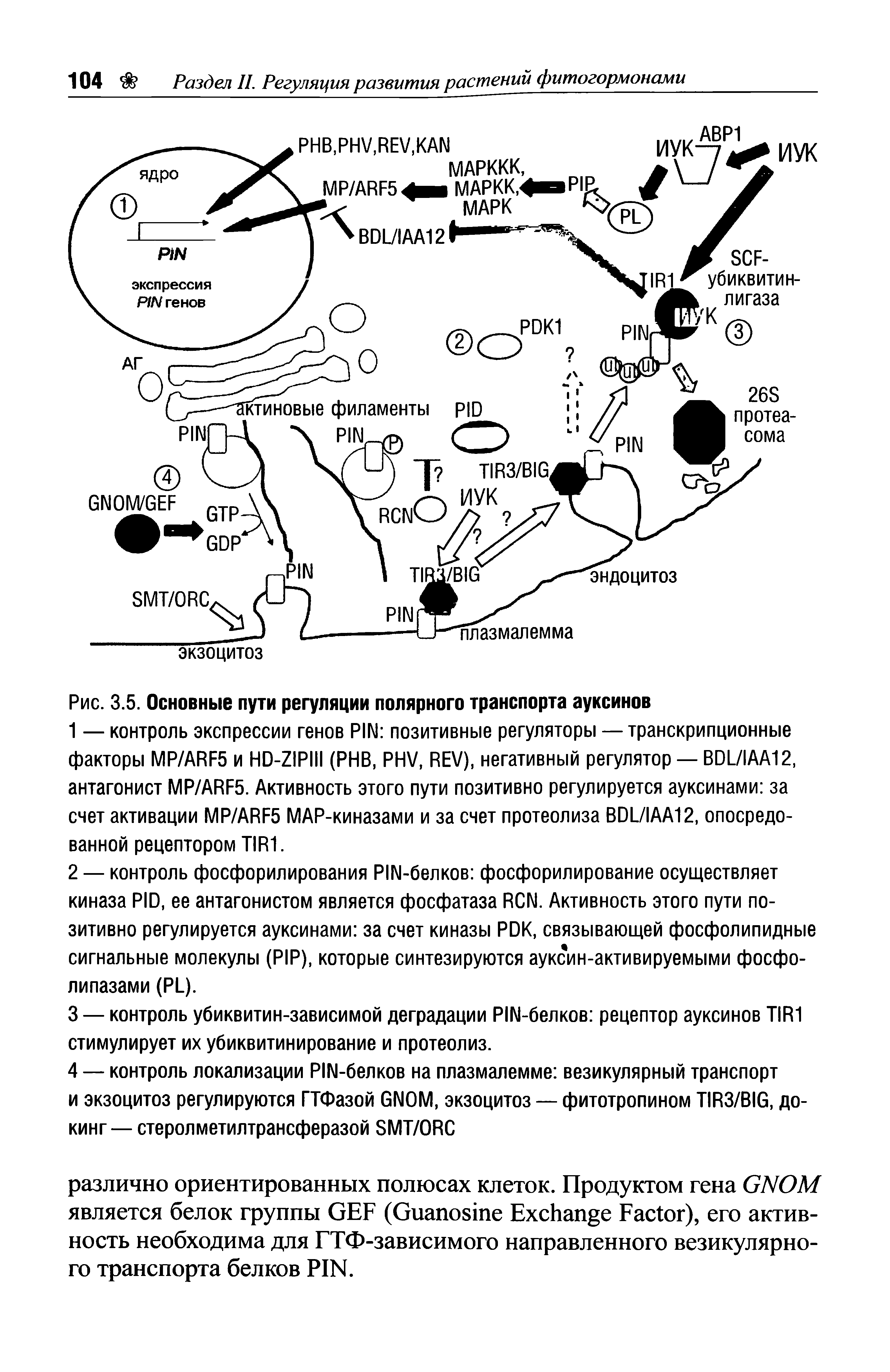 Рис. 3.5. Основные пути регуляции полярного транспорта ауксинов...