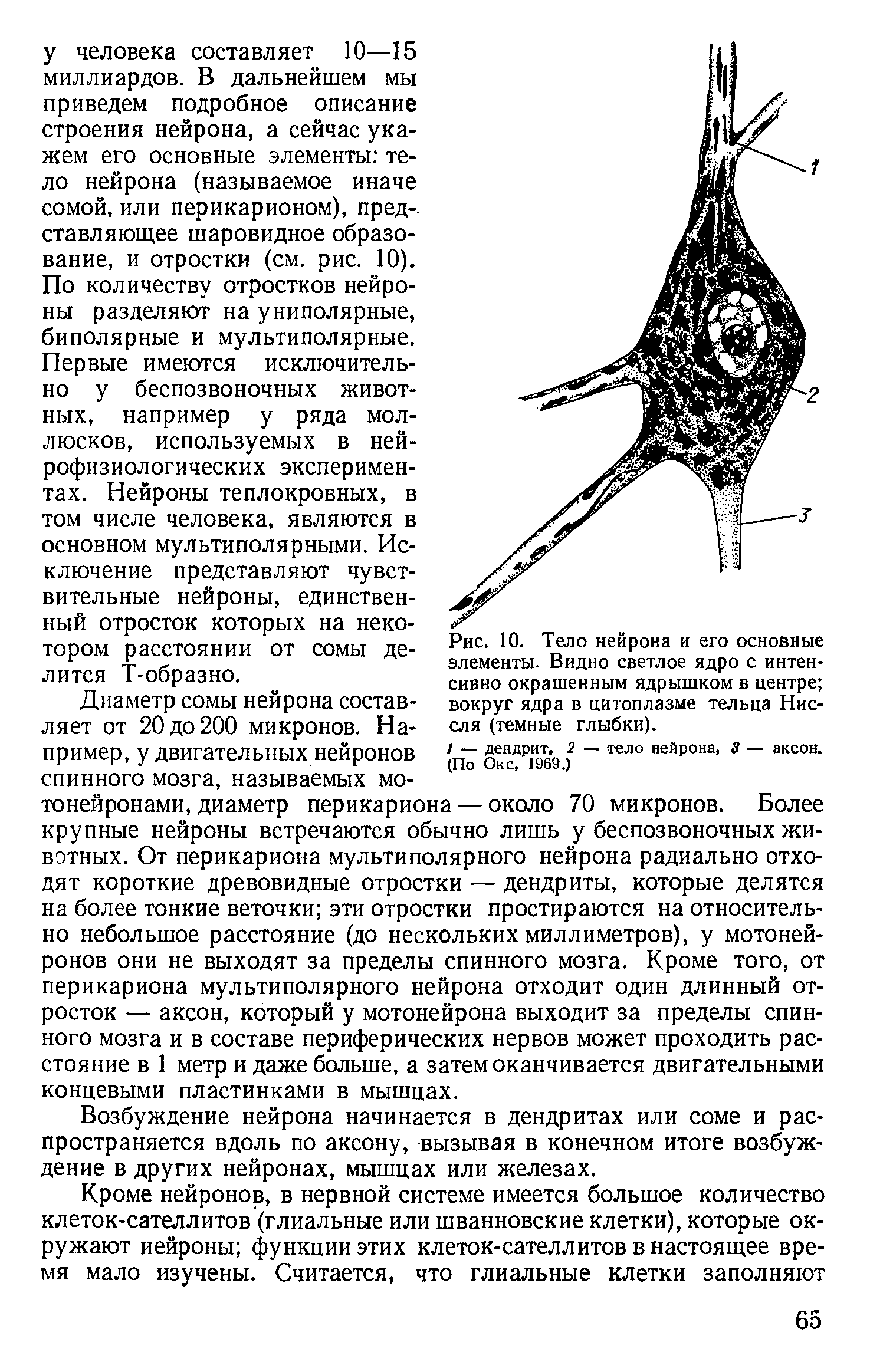 Рис. 10. Тело нейрона и его основные элементы. Видно светлое ядро с интенсивно окрашенным ядрышком в центре вокруг ядра в цитоплазме тельца Нис-сля (темные глыбки).