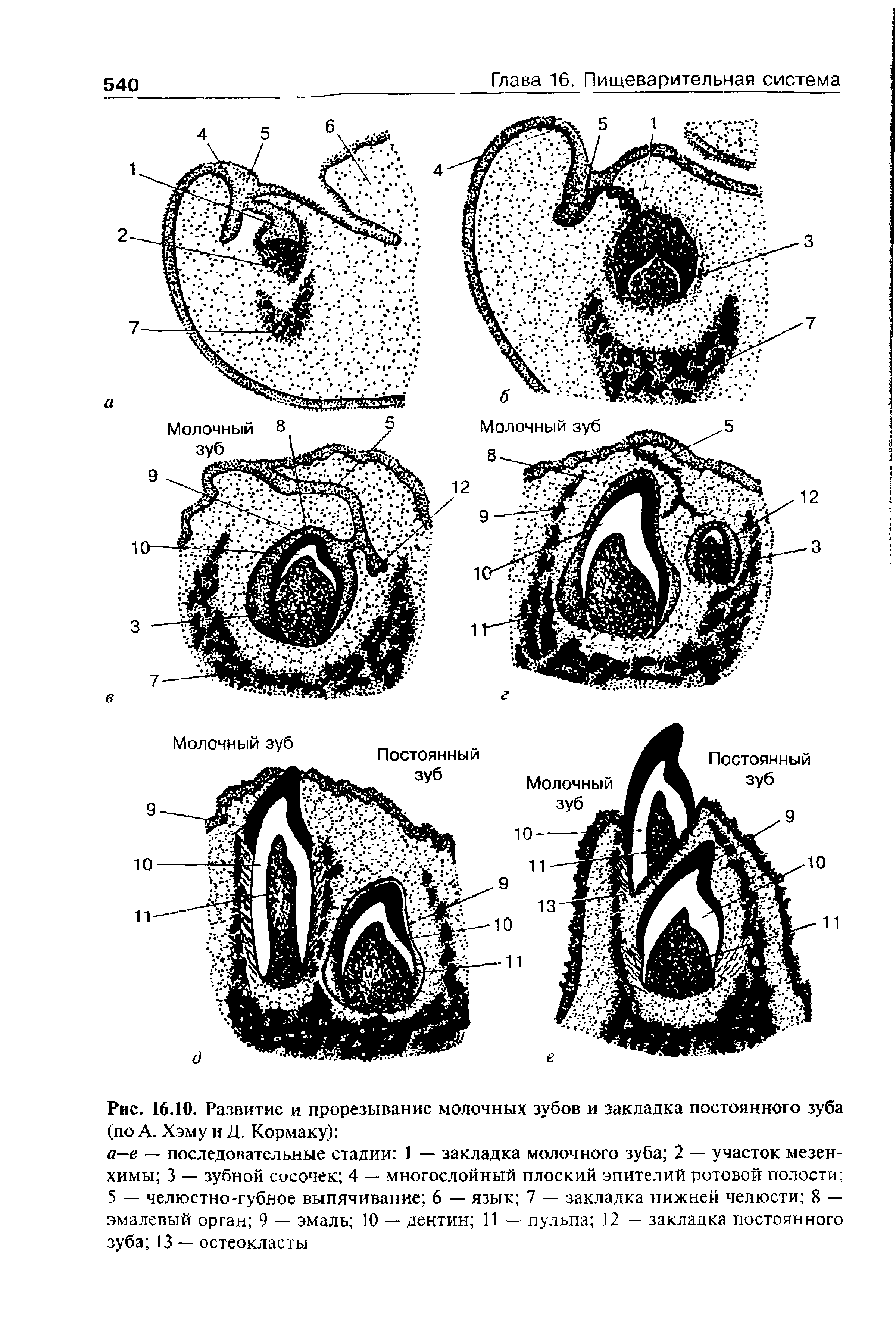 Рис. 16.10. Развитие и прорезывание молочных зубов и закладка постоянного зуба (по А. Хэму и Д. Кормаку) ...