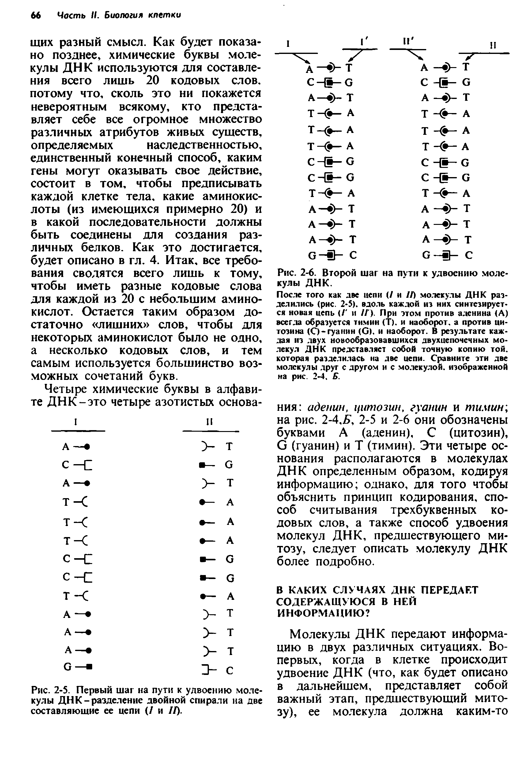 Рис. 2-5. Первый шаг на пути к удвоению молекулы ДНК-разделение двойной спирали на две составляющие ее цепи (/ и //).