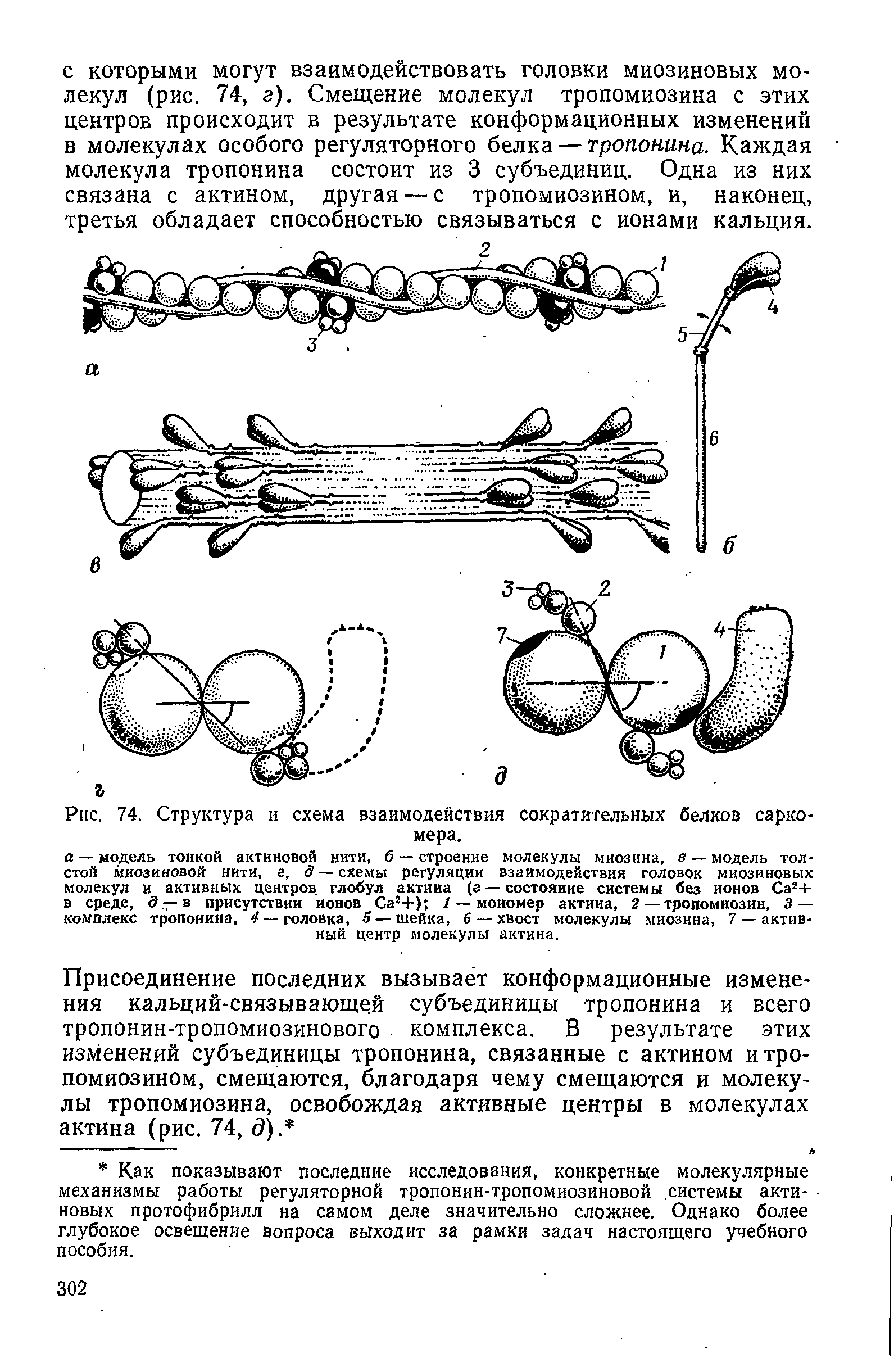 Рис. 74. Структура и схема взаимодействия сократительных белков саркомера.