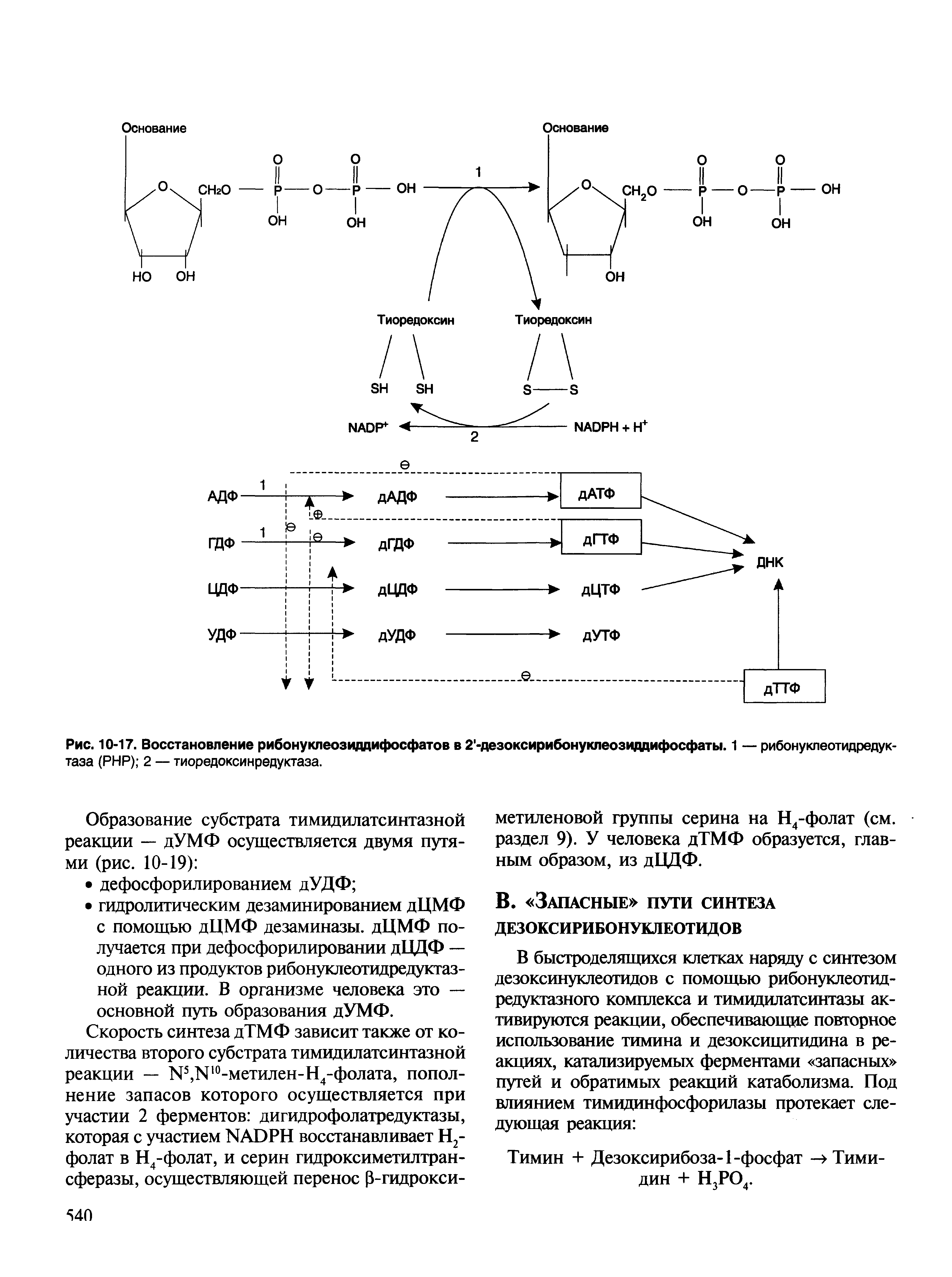 Рис. 10-17. Восстановление рибонуклеозиддифосфатов в 2 -дезоксирибонуклеозиддифосфаты. 1 — рибонуклеотидредук-таза (РНР) 2 — тиоредоксинредуктаза.