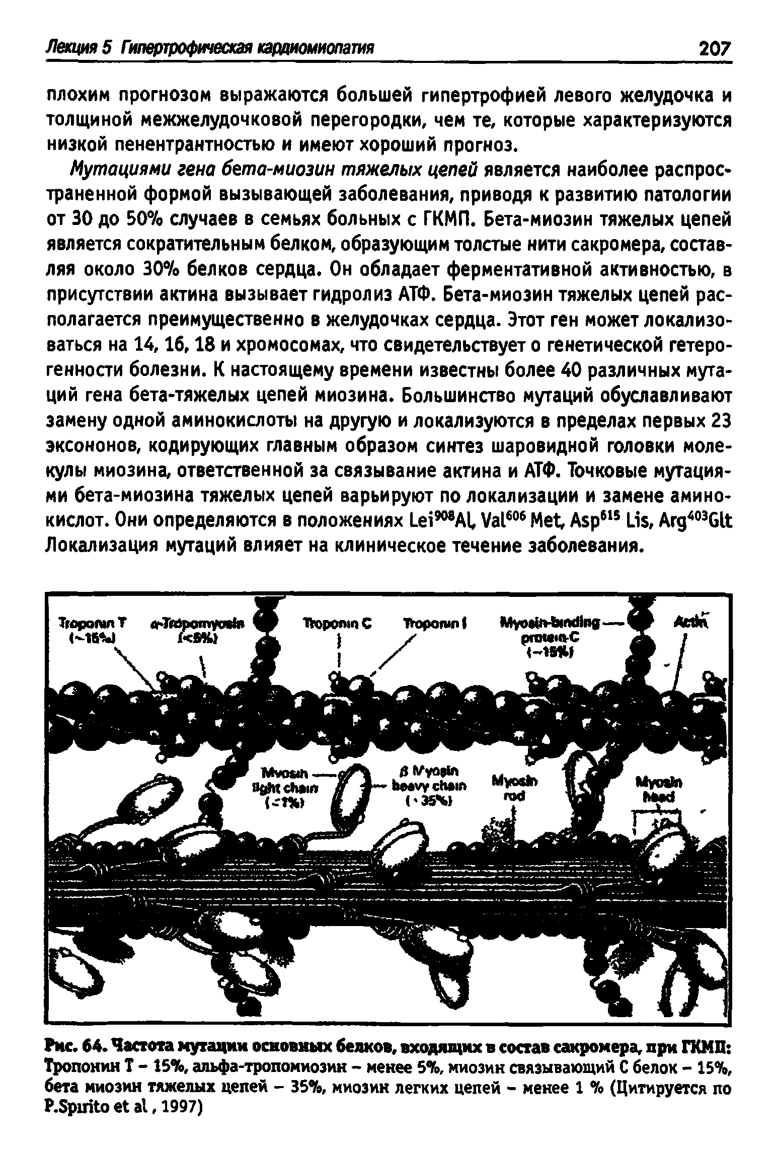 Рис. 64. Частота мутации основных белков, входящих в состав сакромера, при ГКМП Тропонин Т - 15%, альфа-тропомиозин - менее 5%, миозин связывающий С белок - 15%, бета миозин тяжелых цепей - 35%, миозин легких цепей - менее 1 % (Цитируется по Р.БрпКо ег а , 1997)...